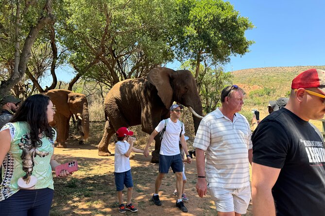 Elephant Sanctuary Tour from Johannesburg - Meeting African elephants near Hartbeespoort Dam