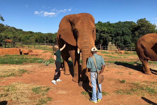 Elephant Sanctuary Tour from Johannesburg - What happens during the two-hour sanctuary visit
