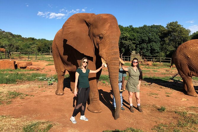 Elephant Sanctuary Tour from Johannesburg - Why the elephant encounter feels different