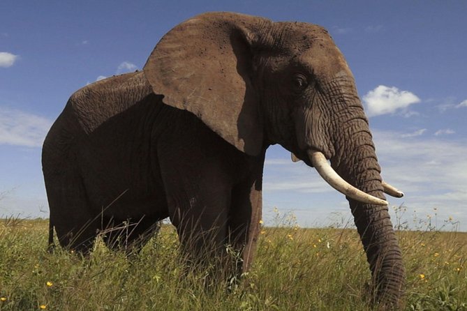 Elephant Sanctuary Tour from Johannesburg - Who will get the most from this tour