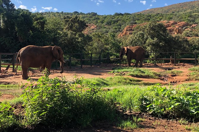 Elephant Sanctuary Tour from Johannesburg - Practical details that shape the day