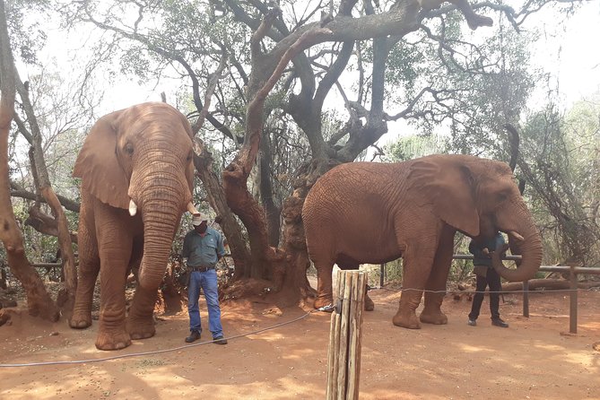 Elephant Sanctuary Tour from Johannesburg or Pretoria - Getting from Johannesburg or Pretoria to the sanctuary