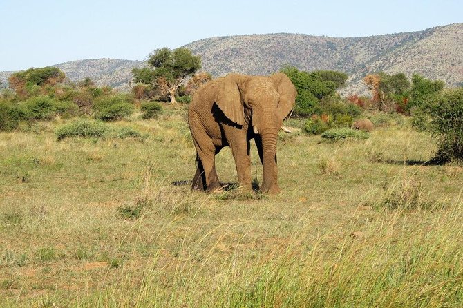 Elephant Sanctuary Tour from Johannesburg or Pretoria - Close contact without losing the conservation lesson