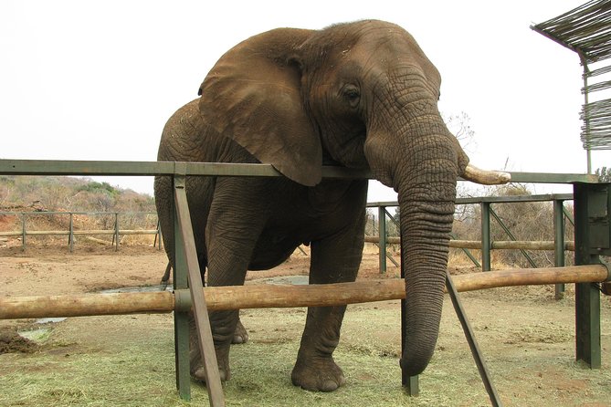Elephant Sanctuary Tour from Johannesburg or Pretoria - Is $247.03 per person fair value?