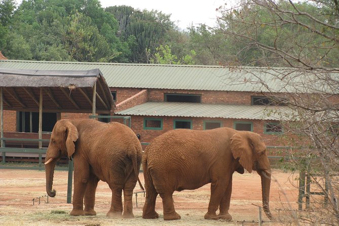 Elephant Sanctuary Tour from Johannesburg or Pretoria - The optional elephant ride needs a clear expectation