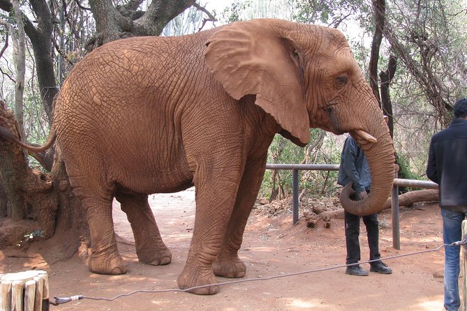 Elephant Sanctuary Tour from Johannesburg or Pretoria - Practical details before you reserve