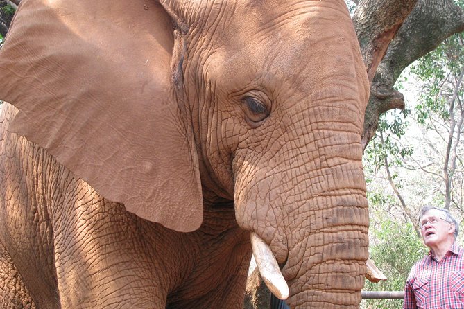 Elephant Sanctuary Tour from Johannesburg or Pretoria - What the 90-minute Elephant Sanctuary program includes