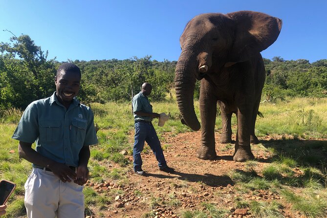 Elephant Sanctuary Tour from Johannesburg - What the five-hour schedule really looks like