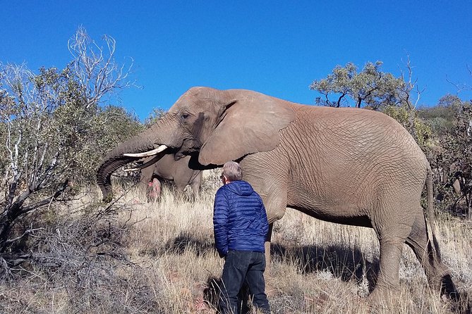 Elephant Walk Guided Half Day Tour from Johannesburg - Why this elephant walk feels different from a show