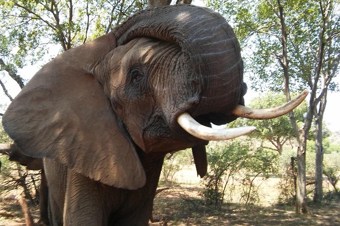 Elephant Walk Guided Half Day Tour from Johannesburg - Meeting the elephants at Hartbeespoort Dam