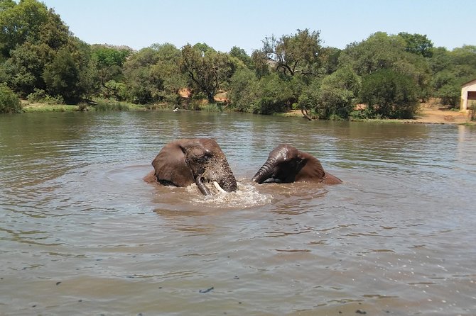 Elephant Walk Guided Half Day Tour from Johannesburg - Conservation and the ethics of the encounter