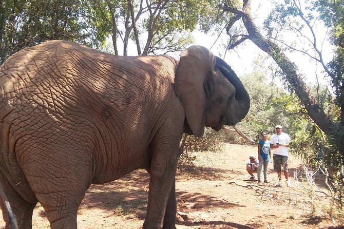 Elephant Walk Guided Half Day Tour from Johannesburg - Morning tea, the lodge, and the lunch question
