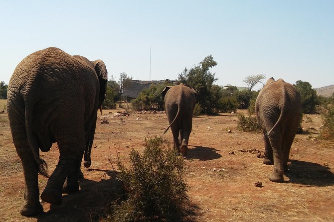 Elephant Walk Guided Half Day Tour from Johannesburg - Who should book this half-day outing?