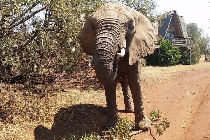 Elephant Walk Guided Half Day Tour from Johannesburg - What you may be able to touch and feed