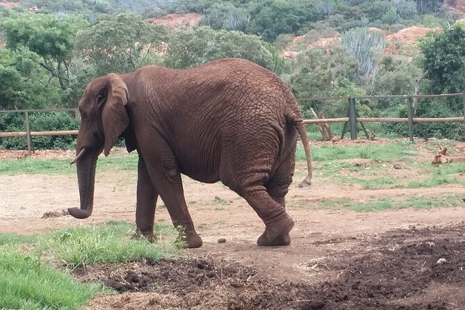 Enlightening Elephants And Monkeys Sanctuary Guided Day Tour - Meeting the elephants at Hartbeespoort