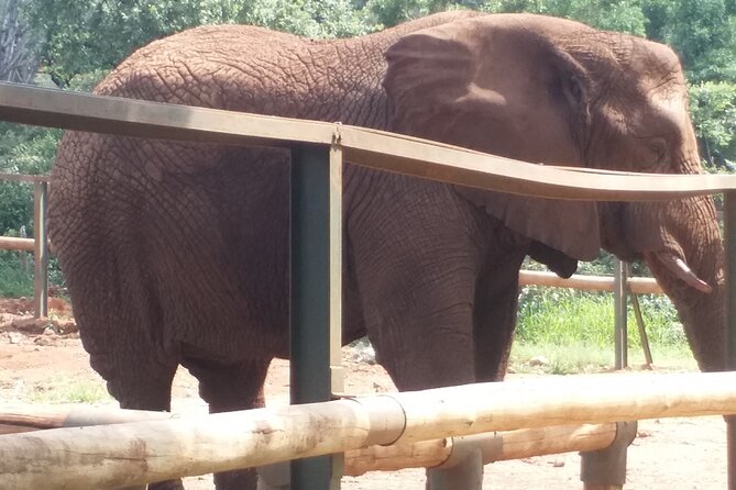 Enlightening Elephants And Monkeys Sanctuary Guided Day Tour - What the guide adds to the animal encounters