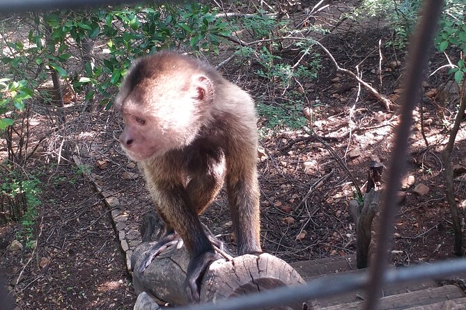 Enlightening Elephants And Monkeys Sanctuary Guided Day Tour - Is $228.37 a fair price?