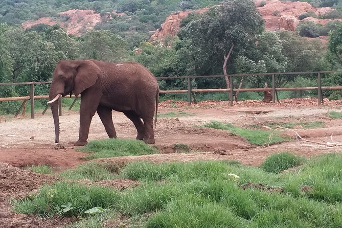 Enlightening Elephants And Monkeys Sanctuary Guided Day Tour - Who will enjoy this day most?