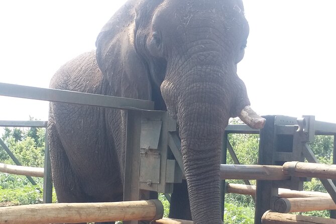 Enlightening Elephants And Monkeys Sanctuary Guided Day Tour - Practical details that shape the day