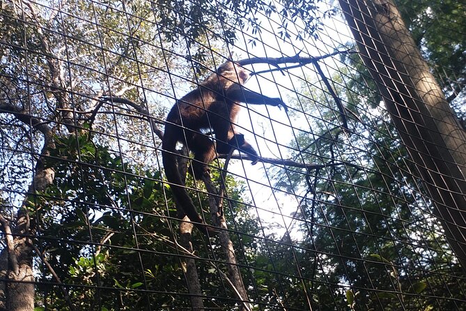 Enlightening Elephants And Monkeys Sanctuary Guided Day Tour - Should you book the elephant and monkey tour?