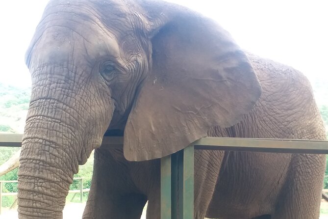Enlightening Elephants And Monkeys Sanctuary Guided Day Tour - Two hours with free-living monkeys