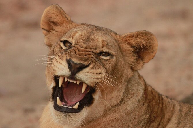Exclusive Morning Game Drive Safari near Hoedspruit - Key points at a glance