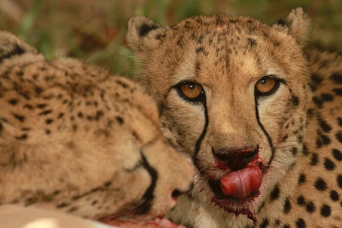 Exclusive Morning Game Drive Safari near Hoedspruit - An early start that puts you close to the bush