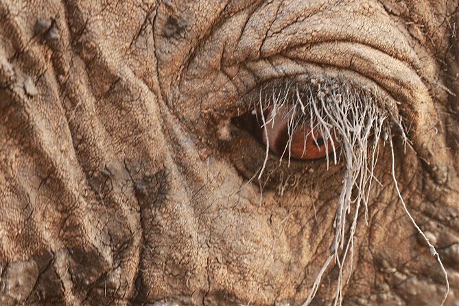 Exclusive Morning Game Drive Safari near Hoedspruit - The coffee stop and the waterhole view