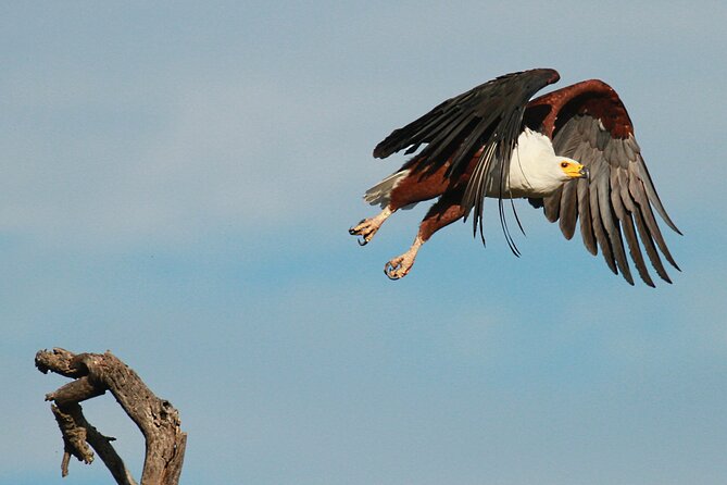 Exclusive Morning Game Drive Safari near Hoedspruit - Why the small group matters