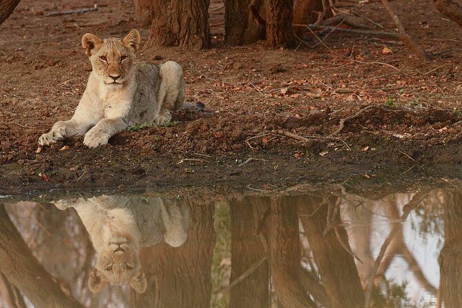 Exclusive Morning Game Drive Safari near Hoedspruit - The guide makes the difference