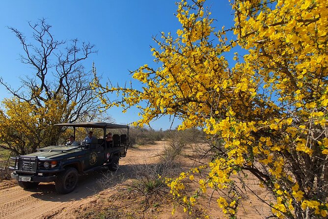 Exclusive Morning Game Drive Safari near Hoedspruit - Price, timing, and practical value