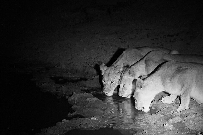 Exclusive Night Drive Safari near Hoedspruit - Key points to know before booking