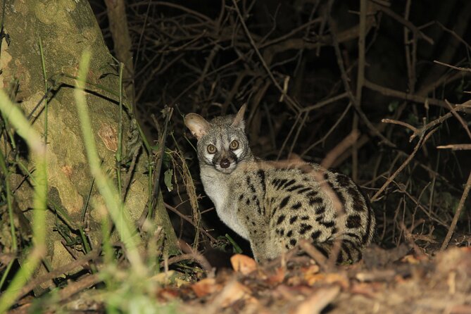Exclusive Night Drive Safari near Hoedspruit - Why the private format matters