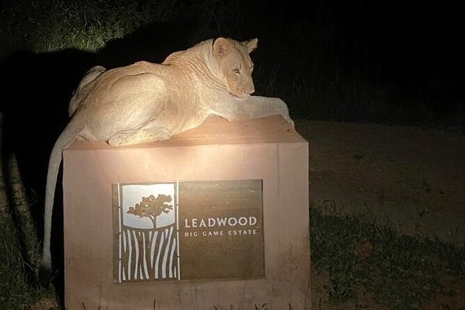 Exclusive Night Drive Safari near Hoedspruit - Wildlife after sunset, with realistic expectations