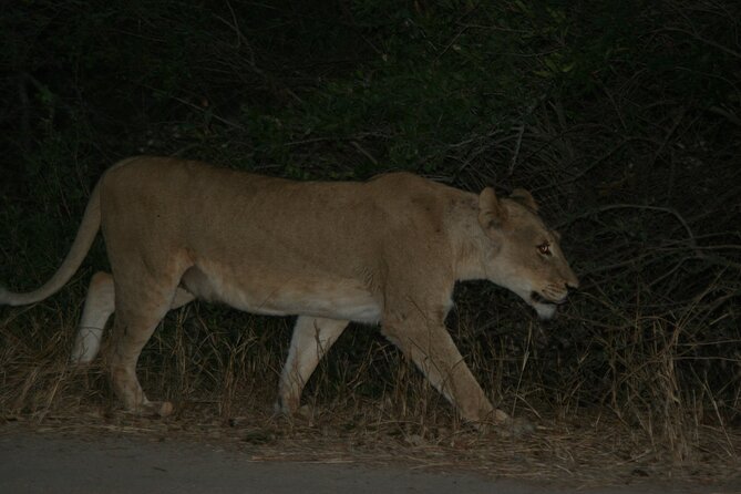 Exclusive Night Drive Safari near Hoedspruit - The guide’s role and the educational side