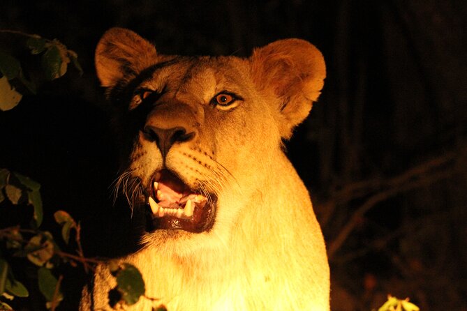 Exclusive Night Drive Safari near Hoedspruit - Mineral water, transport, and practical planning