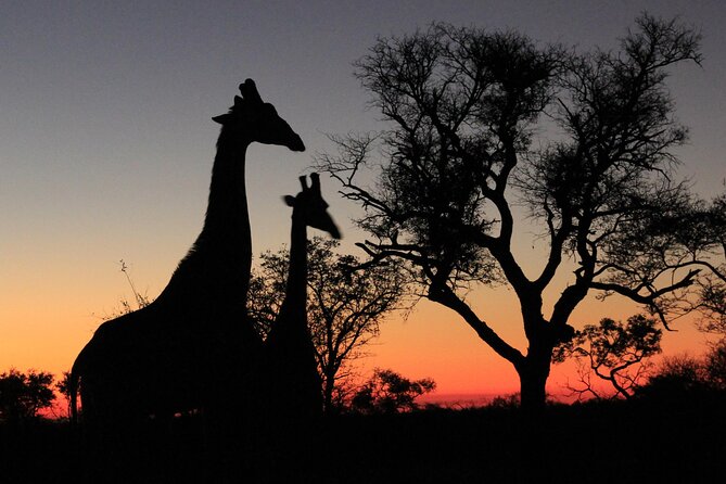 Exclusive Sunset Game Drive Safari near Hoedspruit - The 5,500-hectare reserve gives the search room to unfold
