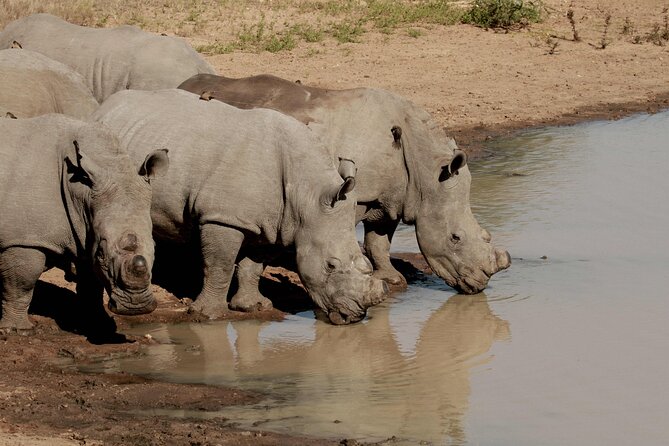 Exclusive Sunset Game Drive Safari near Hoedspruit - Wildlife sightings can range from giraffes to hunting lions