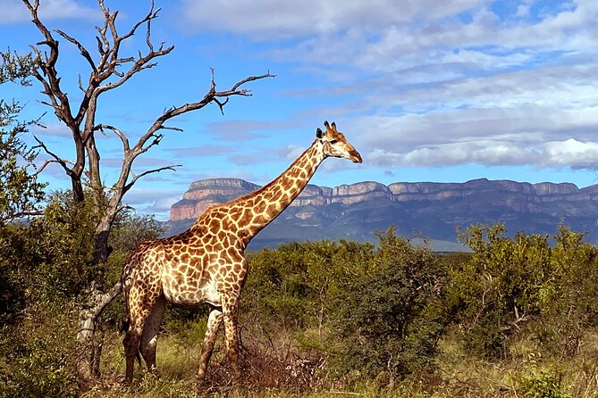 Exclusive Sunset Game Drive Safari near Hoedspruit - The price makes more sense for a private outing