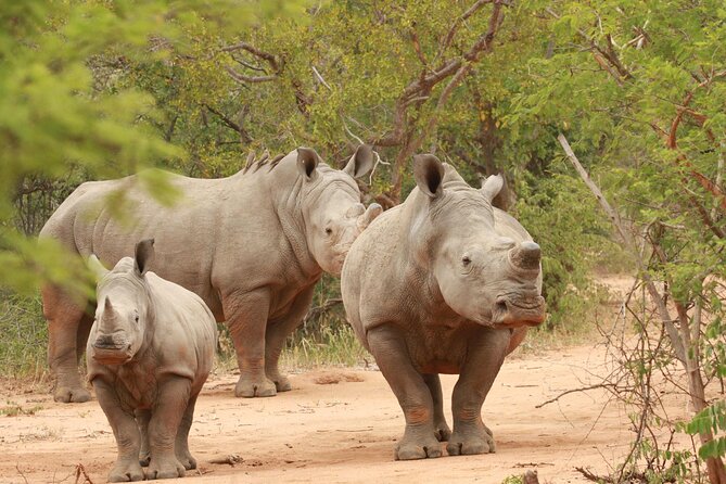 Exclusive Sunset Game Drive Safari near Hoedspruit - Who will enjoy this Hoedspruit sunset safari