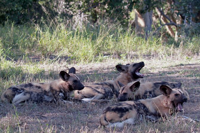 Exclusive Sunset Game Drive Safari near Hoedspruit - Open-vehicle viewing keeps you close to the bush