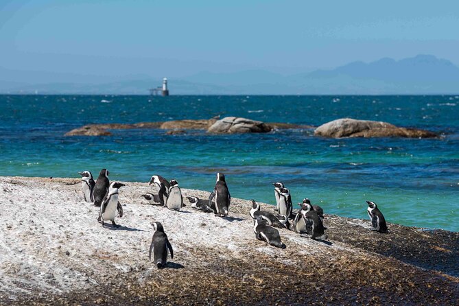 Explore Cape of Good Hope and Boulders Beach Private Tour - Chapmans Peak is the scenic road highlight