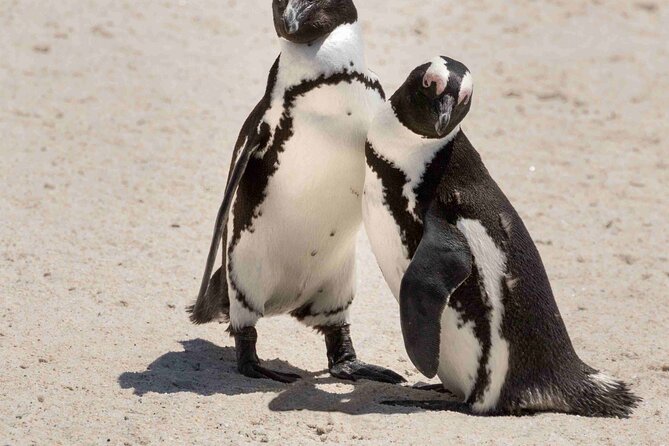 Explore Cape of Good Hope and Boulders Beach Private Tour - Noordhoek slows the rhythm for a moment