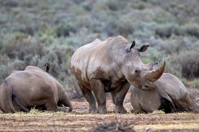 Explore the best Big 5 Aquila Safari Tour and Wine Tasting - Buffet lunch and a slower pause at the reserve