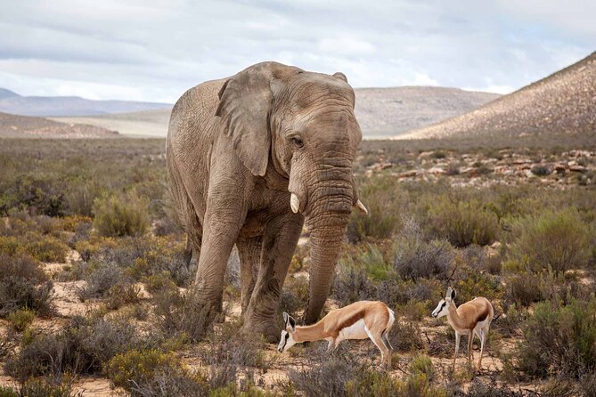 Explore the best Big 5 Aquila Safari Tour and Wine Tasting - Private booking and group size