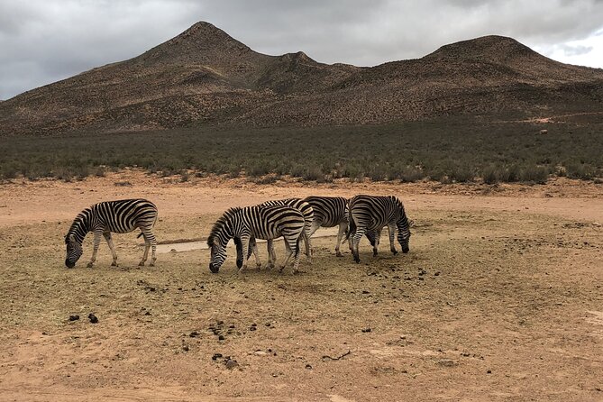 Explore the best Big 5 Aquila Safari Tour and Wine Tasting - Who should book this day?