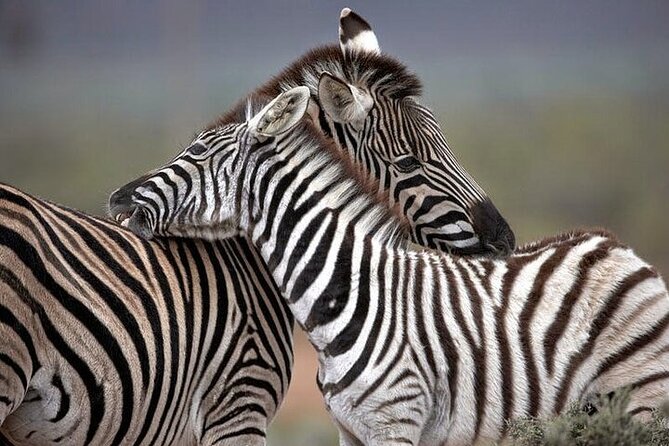 Explore the best Big 5 Aquila Safari Tour and Wine Tasting - An early Cape Town pickup at about 7:00 am