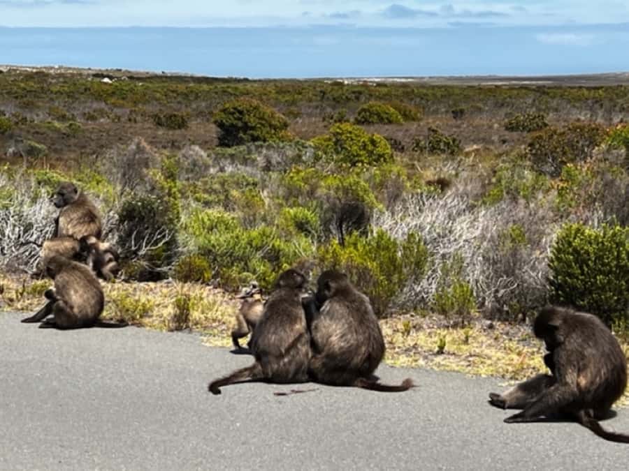 Fascinating Cape Peninsula Experience (private & exclusiv) - Cape of Good Hope brings the peninsula into focus