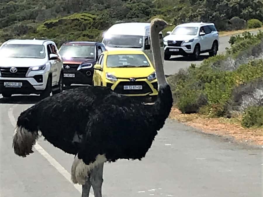 Fascinating Cape Peninsula Experience (private & exclusiv) - Cape Point rewards patience and good timing