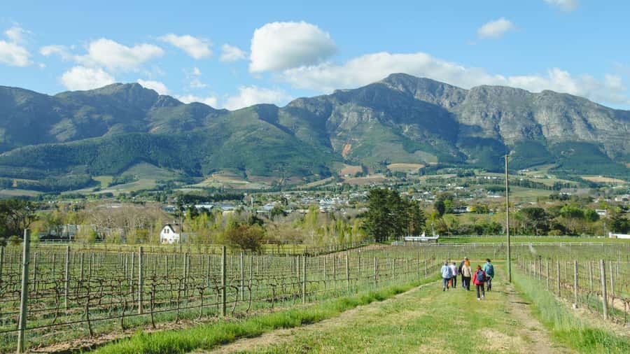 Franschhoek: An enchanting storytelling walk to 3 wine farms - The first 1.5 hours: vineyards, orchards, and stories